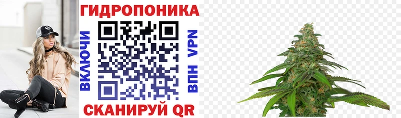 дарнет шоп  Шарья  Бошки марихуана сатива 